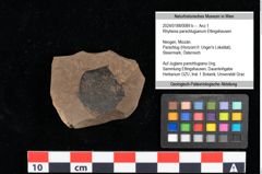Foto (Objekt + Etikett) von Rhytisma parschlugianum Ettingshausen (NHMW-GEO-2024-0188-0089b)